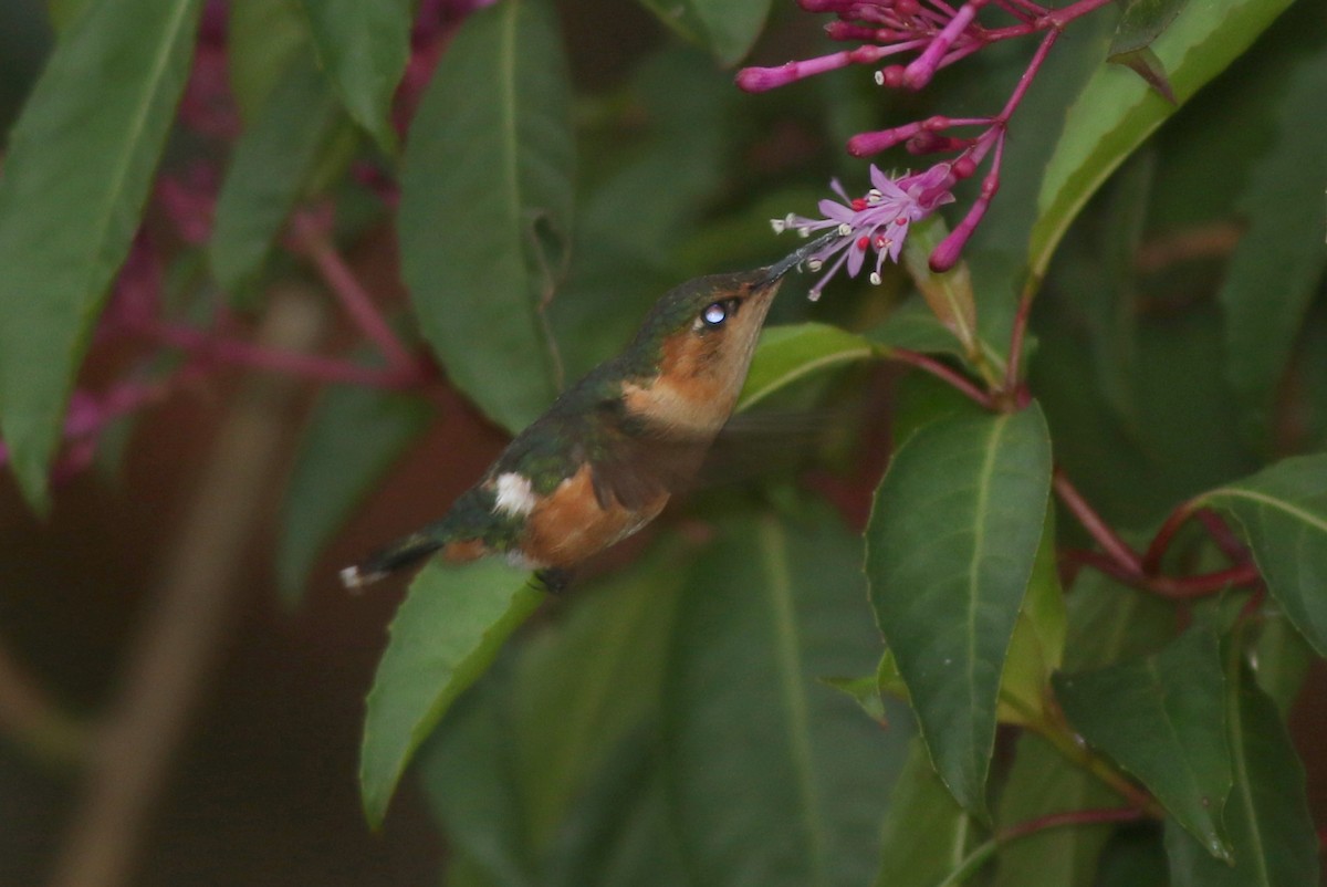 Sparkling-tailed Hummingbird - george parker