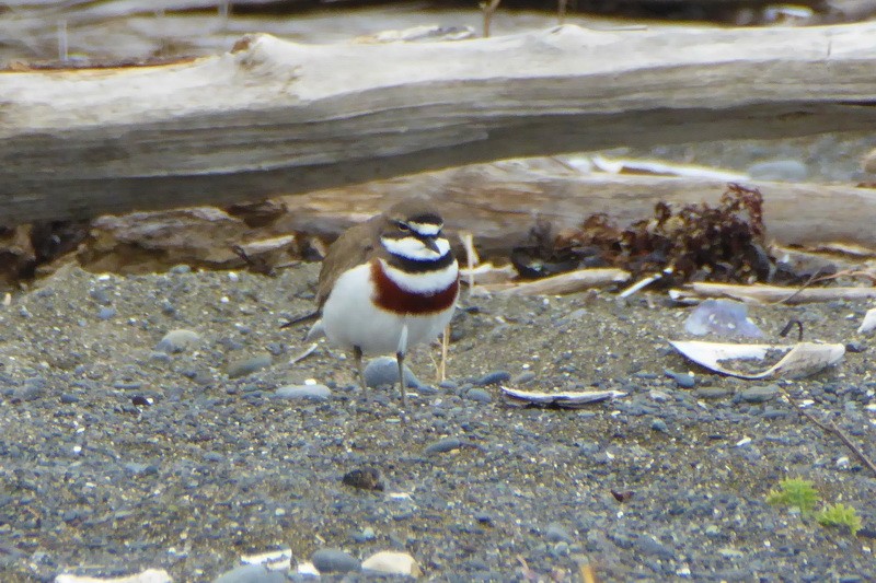 Double-banded Plover - ML173678781
