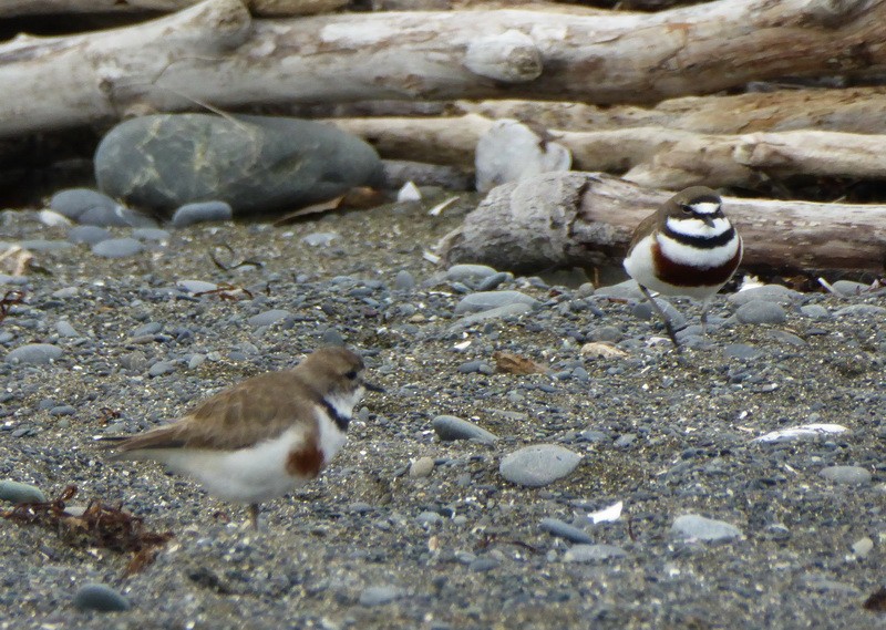 Double-banded Plover - ML173678801