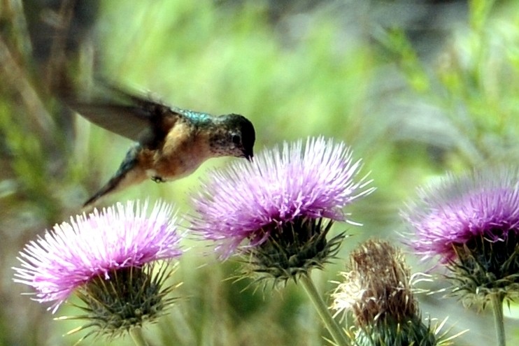 Broad-tailed Hummingbird - John Doty
