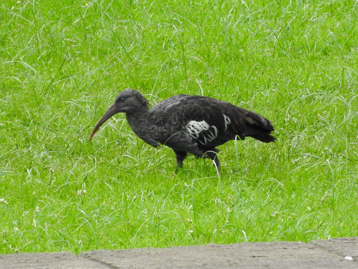 ibis etiopský - ML173686911