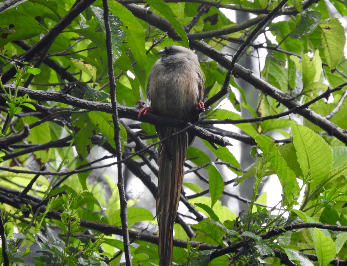 Speckled Mousebird - ML173686971
