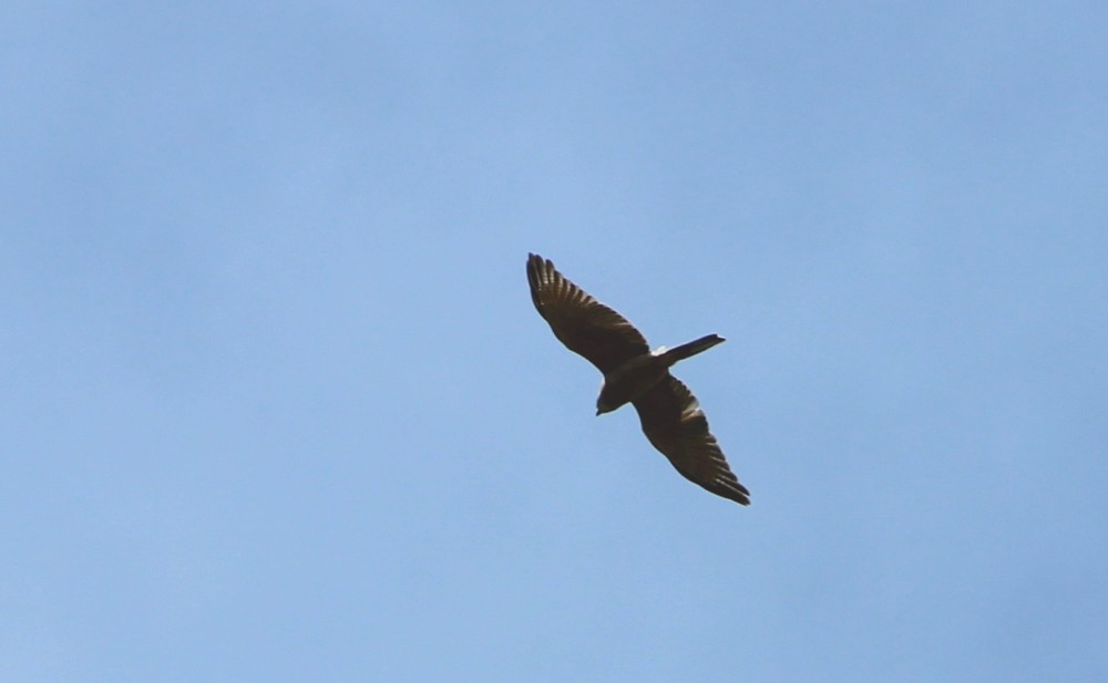 Collared Sparrowhawk - ML173687081