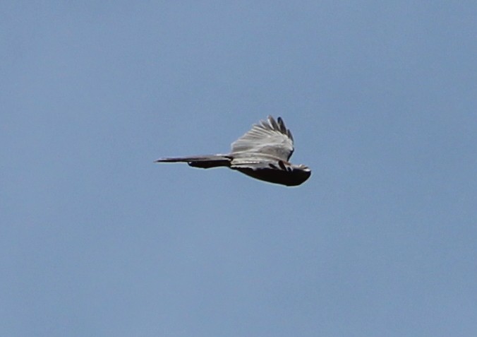 Collared Sparrowhawk - ML173687091