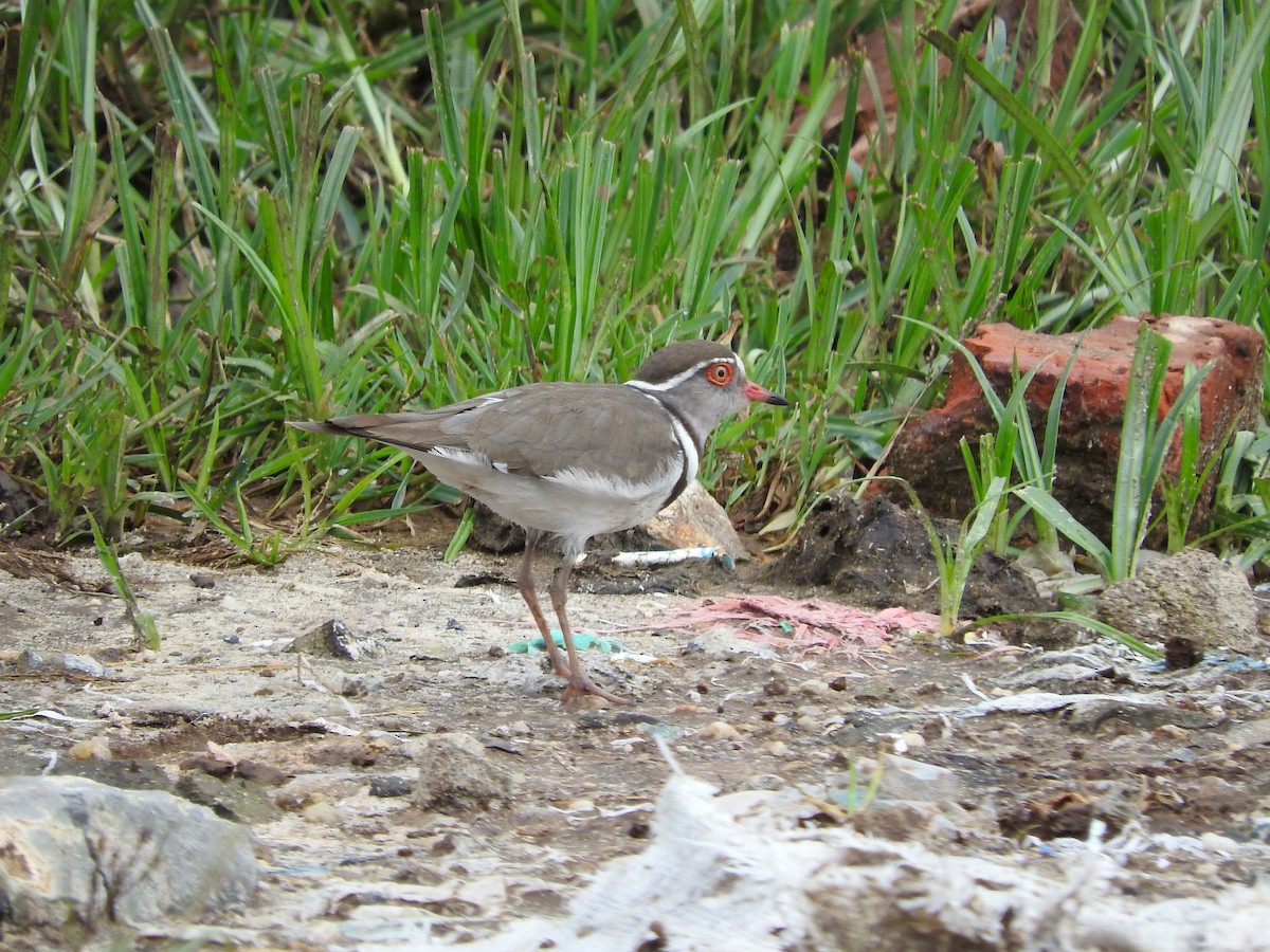 Three-banded Plover - ML173687241