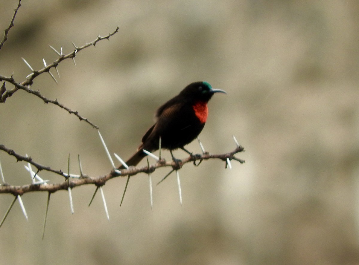 Scarlet-chested Sunbird - Gregory Askew