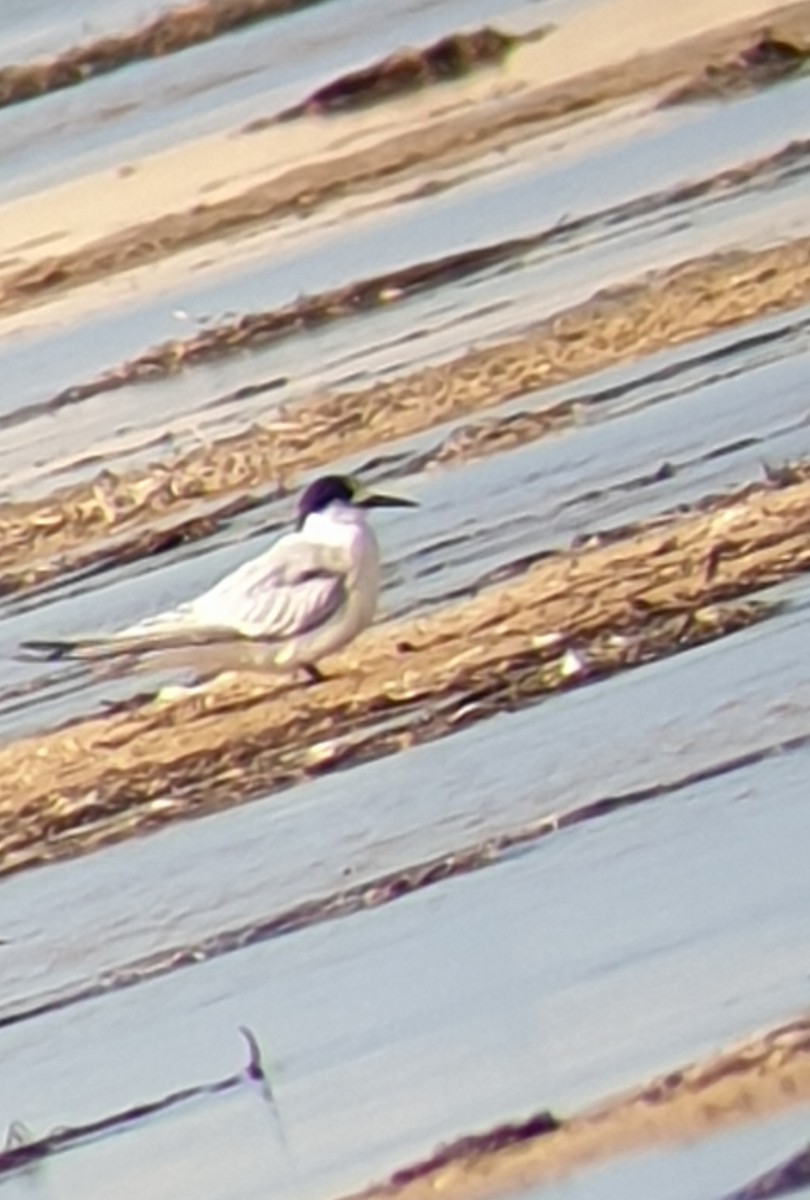 White-fronted Tern - ML173689421