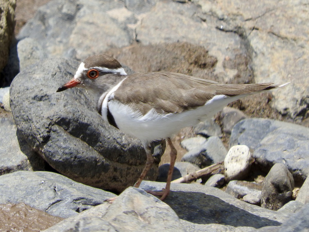 Three-banded Plover - Gregory Askew