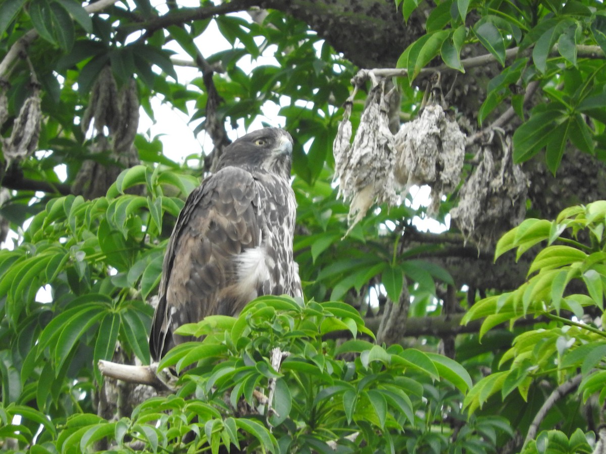 Ayres's Hawk-Eagle - Gregory Askew