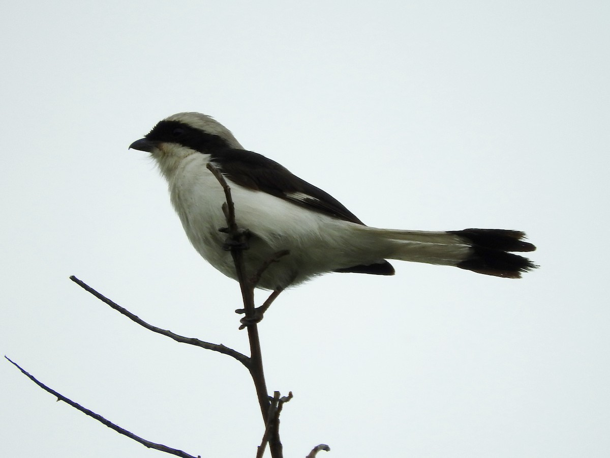 Gray-backed Fiscal - Gregory Askew