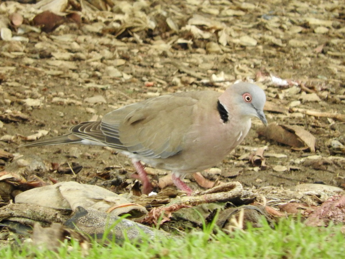 Mourning Collared-Dove - Gregory Askew