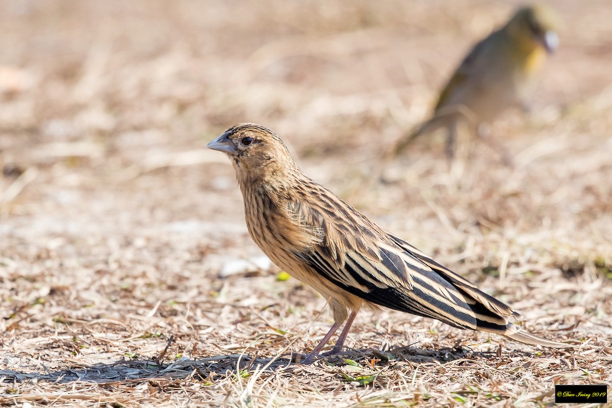 Long-tailed Widowbird - David Irving