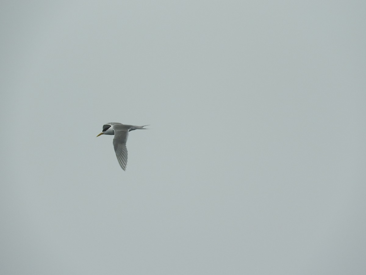 Great Crested Tern - ML173692701
