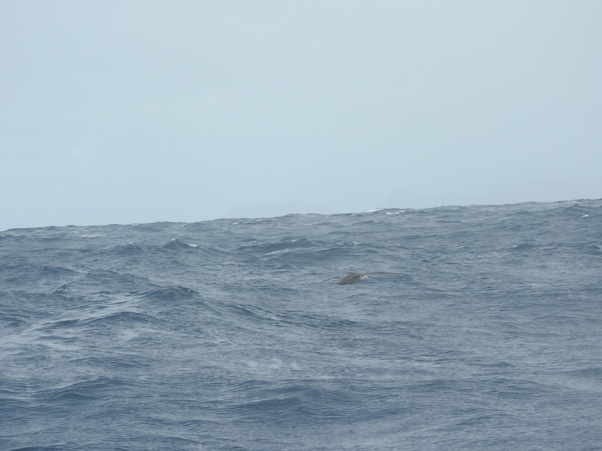 Southern/Northern Giant-Petrel - ML173693581