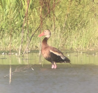 Black-bellied Whistling-Duck, ML173694471