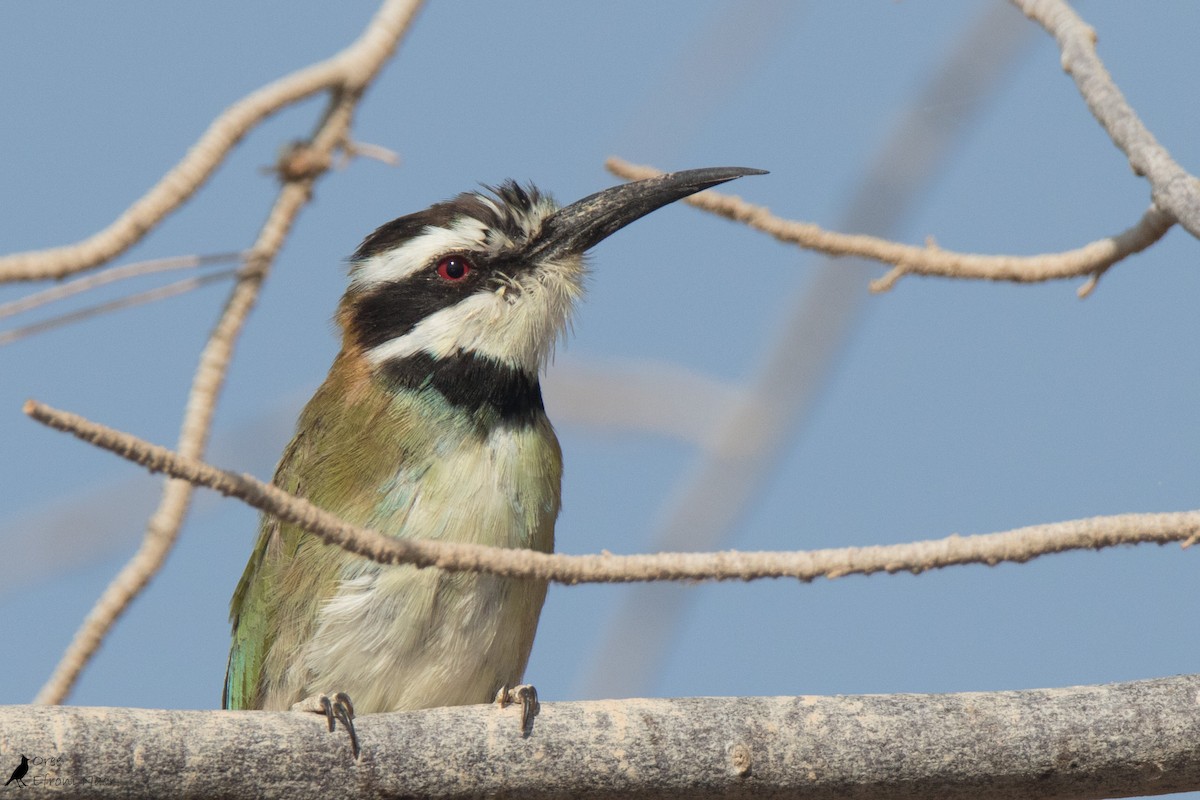 White-throated Bee-eater - Oree Efroni Naor