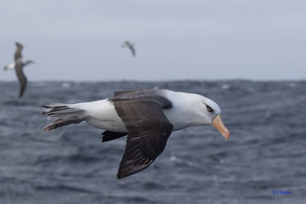 Black-browed Albatross (Campbell) - ML173696071