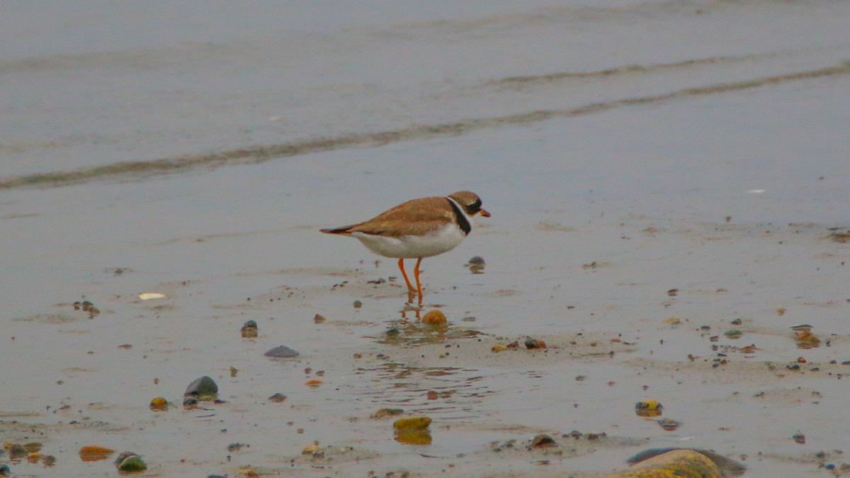 Semipalmated Plover - ML173701281