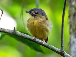  - White-crested Spadebill