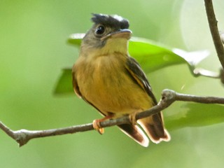  - White-crested Spadebill