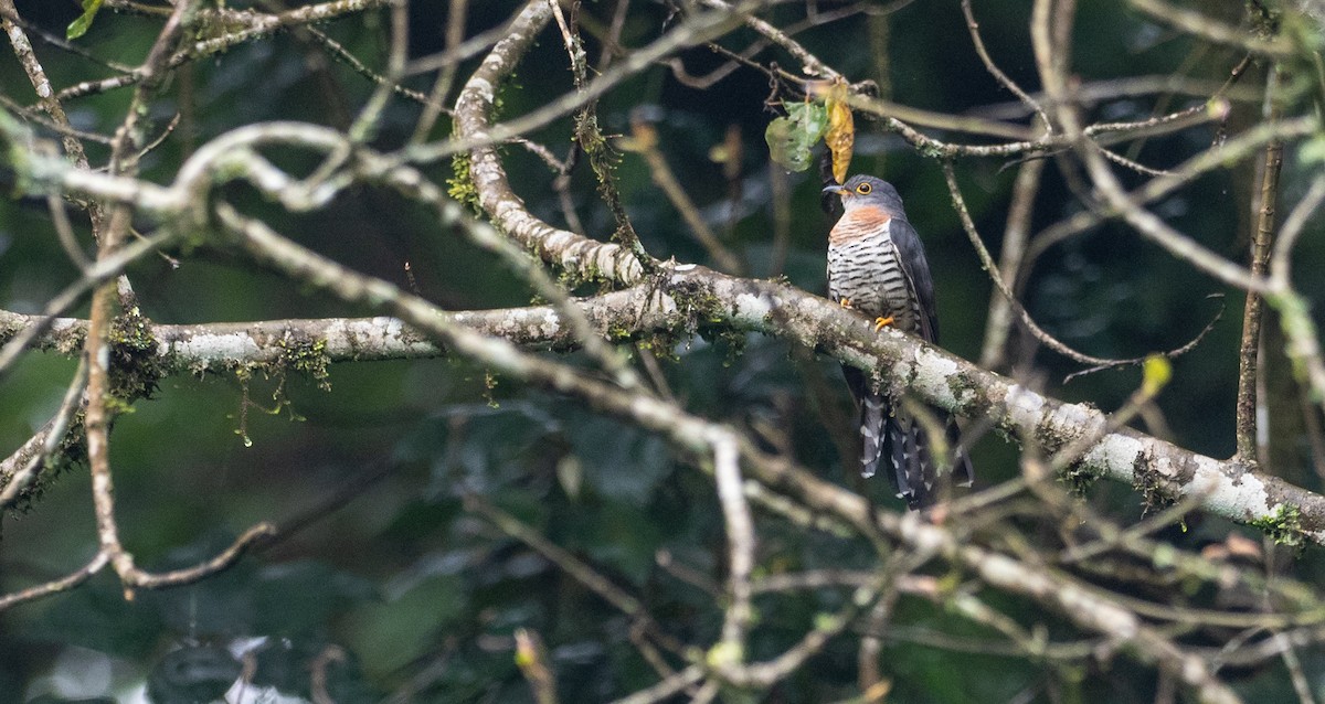 Red-chested Cuckoo - ML173703041