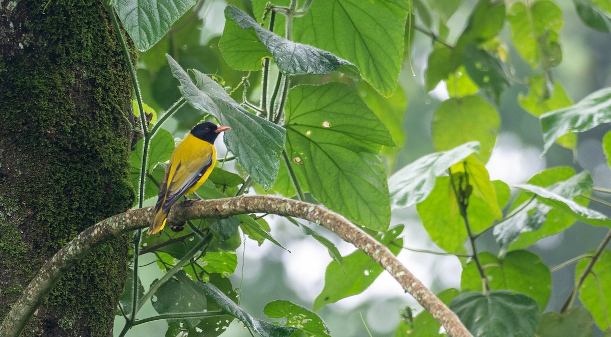 Ethiopian Black-headed Oriole - Forest Botial-Jarvis