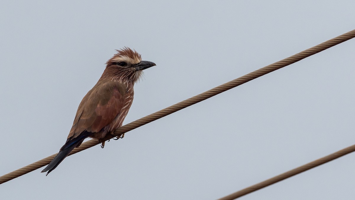 Rufous-crowned Roller - Forest Botial-Jarvis