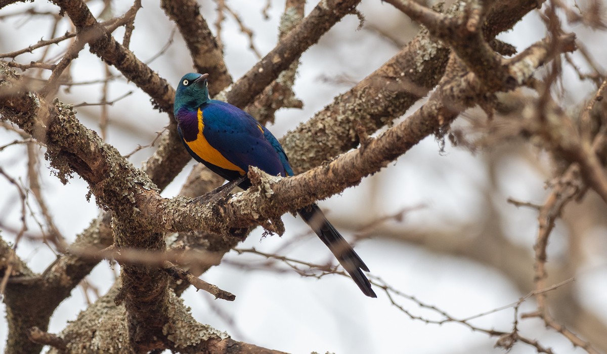 Golden-breasted Starling - Forest Botial-Jarvis