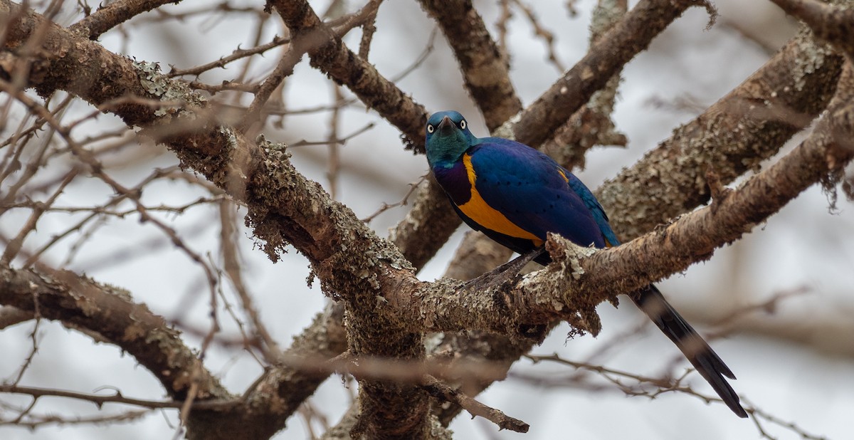 Golden-breasted Starling - Forest Botial-Jarvis