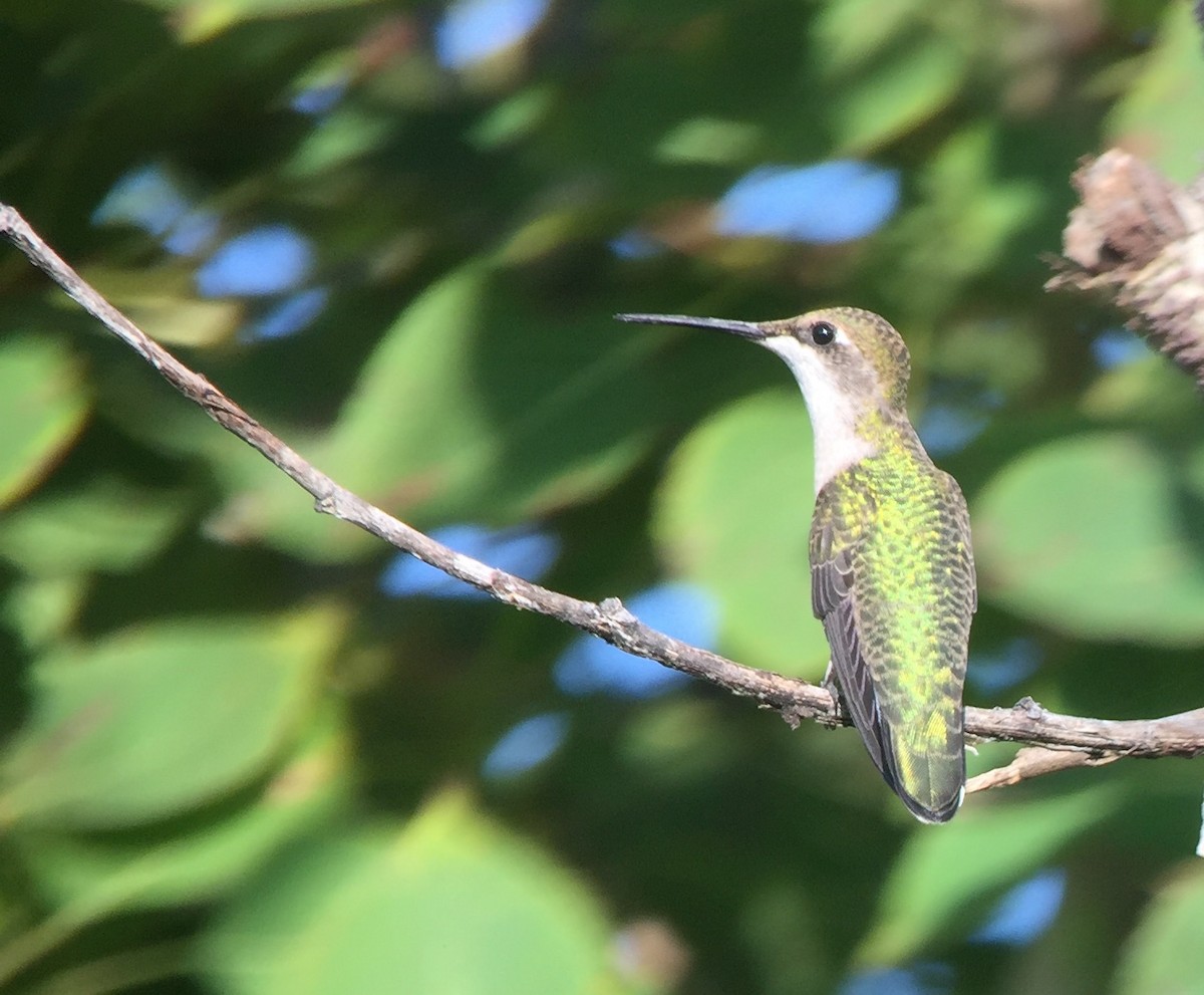 Ruby-throated Hummingbird - Rick Heil