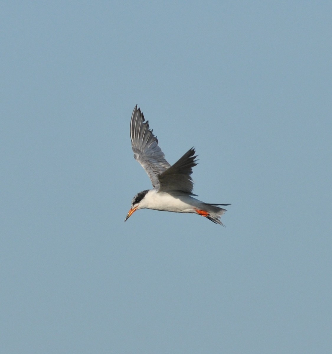 Common Tern - Scott Somershoe