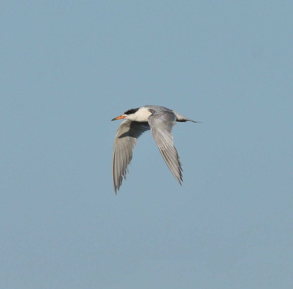 Common Tern - Scott Somershoe