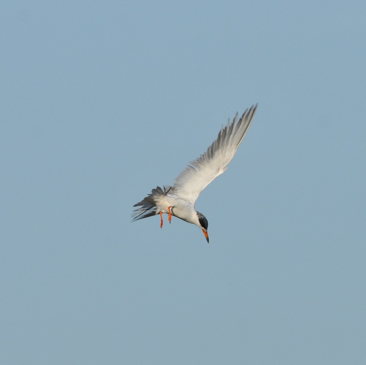 Common Tern - ML173705641