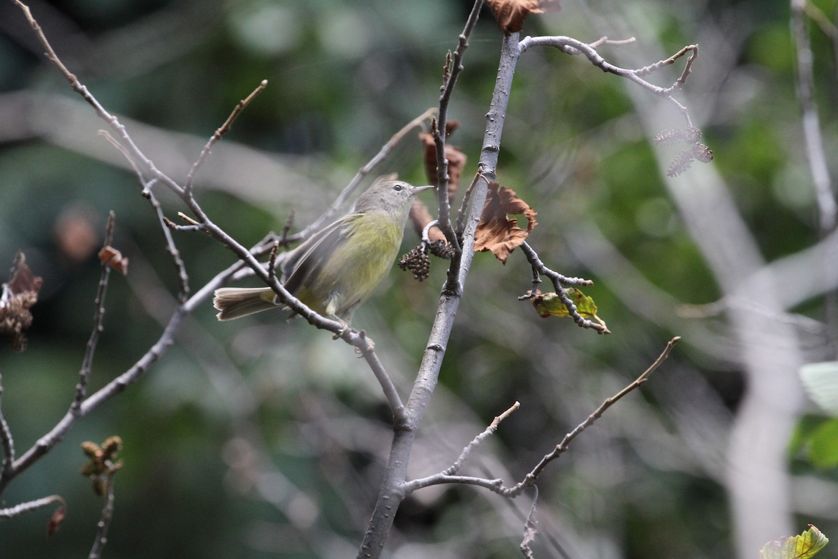 Orange-crowned Warbler - ML173712581