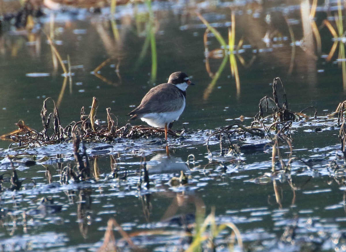 Semipalmated Plover - ML173713541
