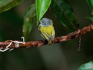 タンビコビトタイランチョウ - eBird