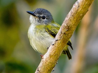 タンビコビトタイランチョウ - eBird