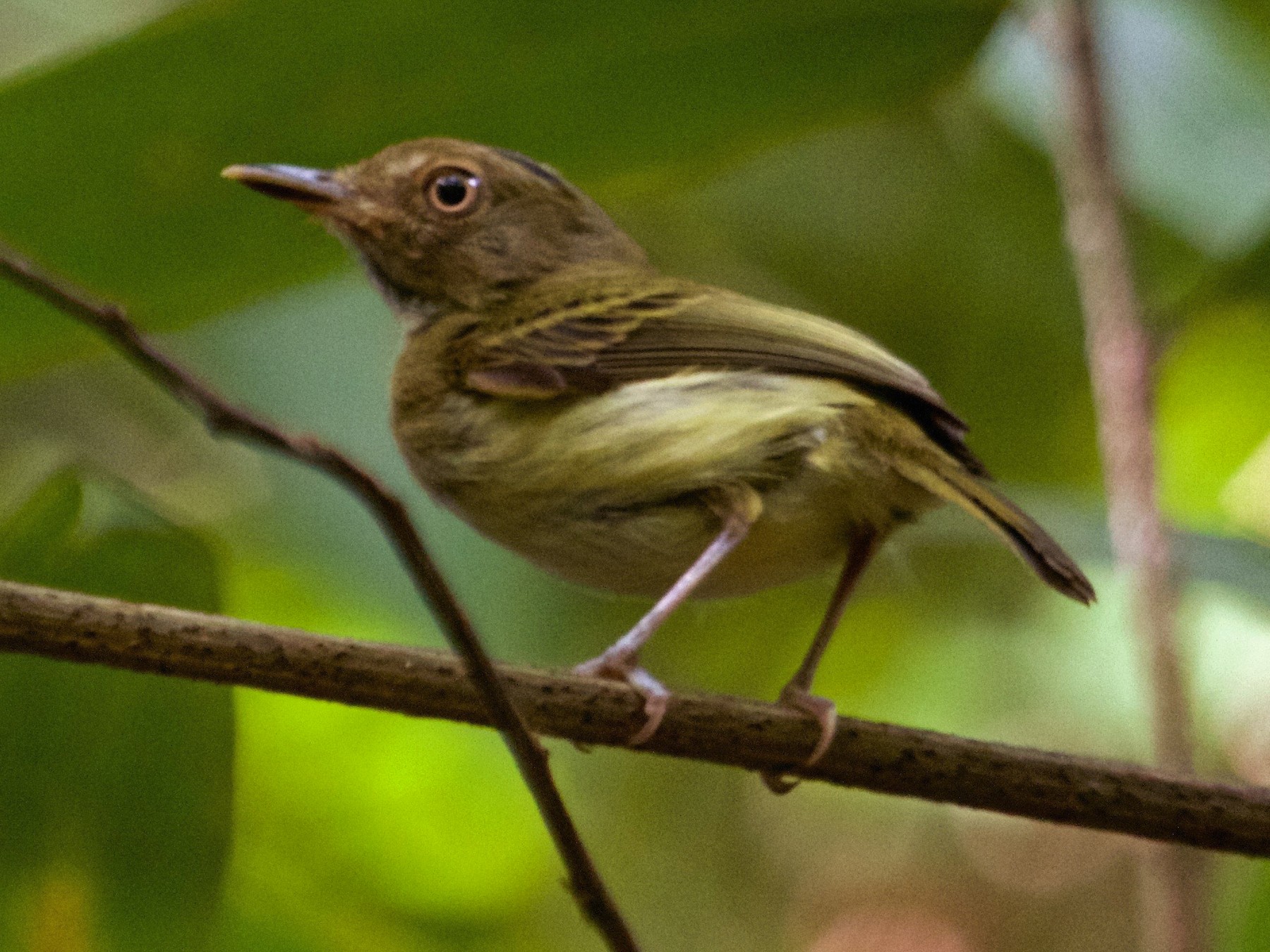 Long-crested Pygmy-Tyrant - Will Sweet