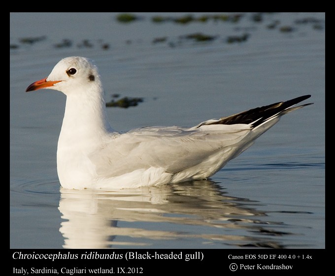 Black-headed Gull - ML173714881