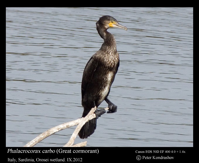 Great Cormorant (Eurasian) - ML173715431