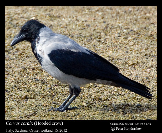 Hooded Crow - ML173715621