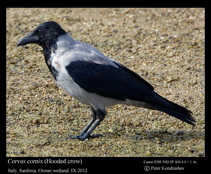 Hooded Crow - ML173715631