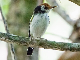 White-cheeked Tody-Flycatcher - eBird