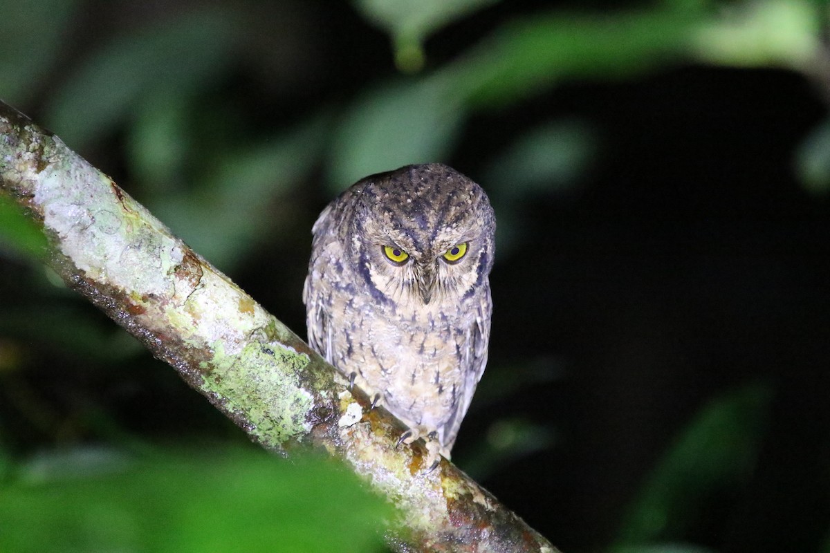 Seychelles Scops-Owl - ML173721851