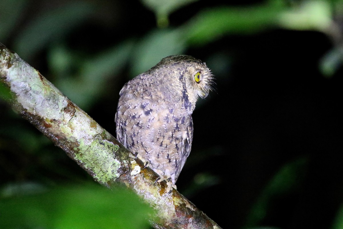 Seychelles Scops-Owl - Olivier Langrand