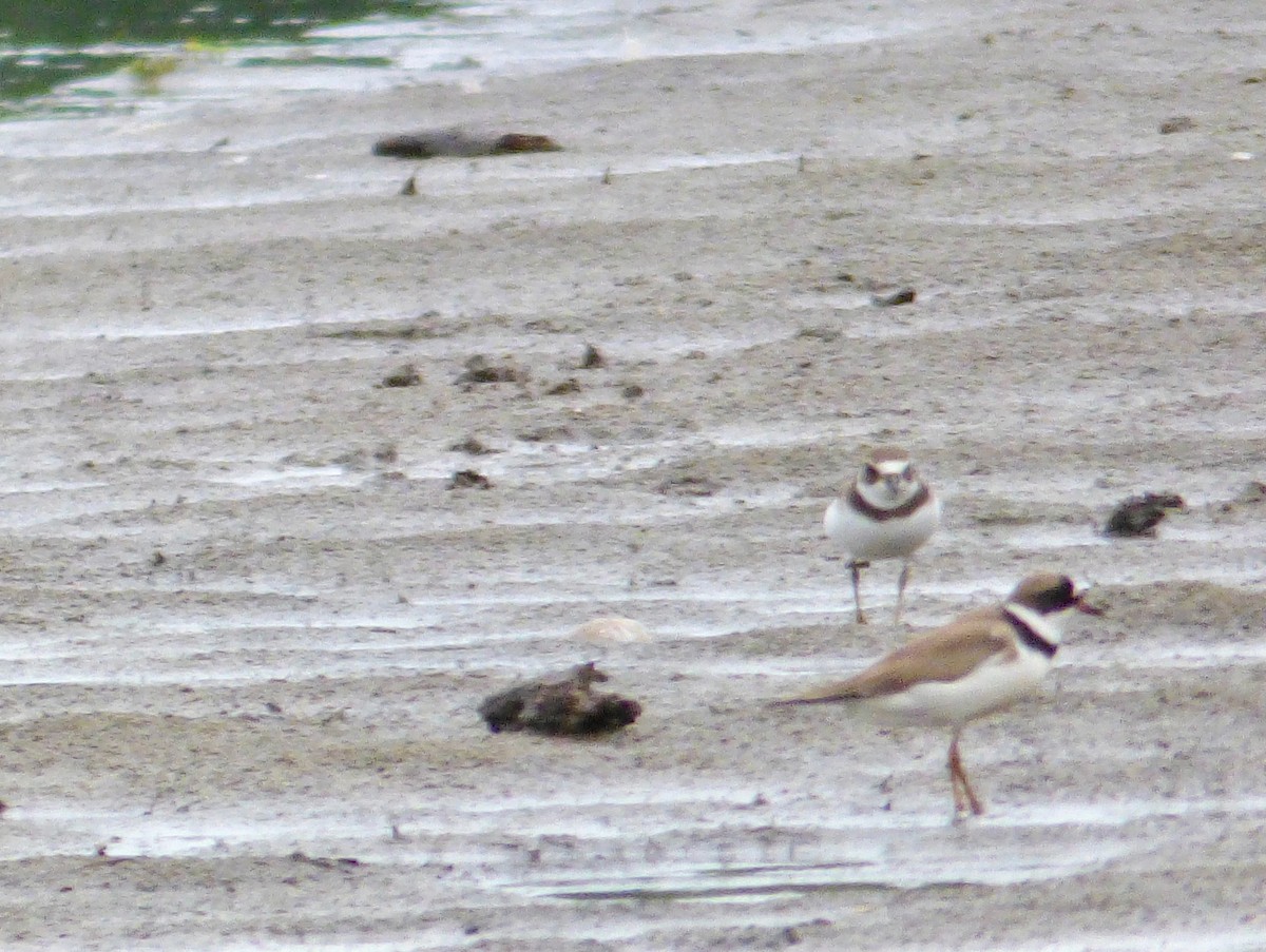Semipalmated Plover - Mary  McMahon