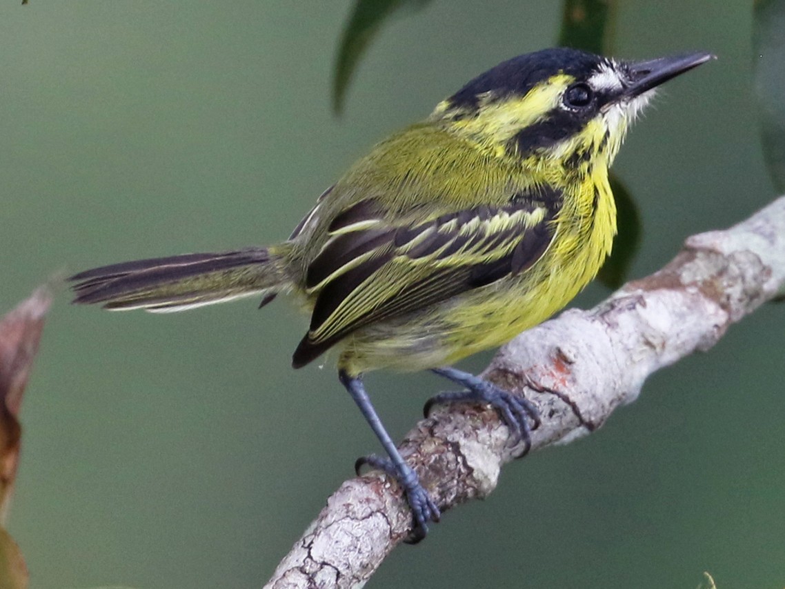 Yellow-browed Tody-Flycatcher - Dave Beeke