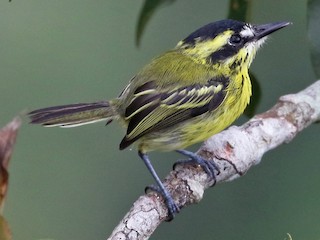  - Yellow-browed Tody-Flycatcher