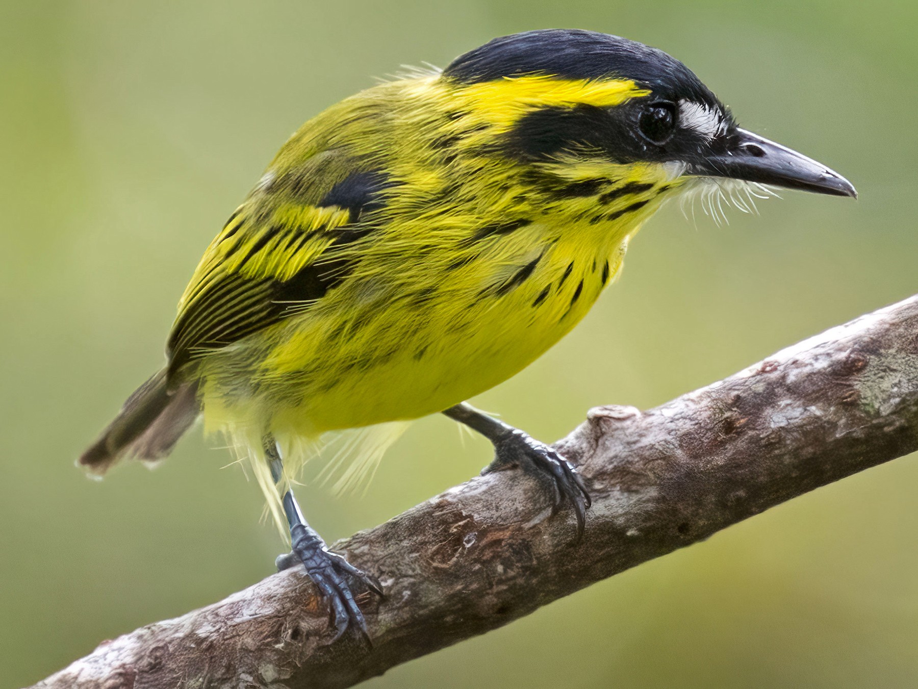 Yellow-browed Tody-Flycatcher - Renato Espinosa