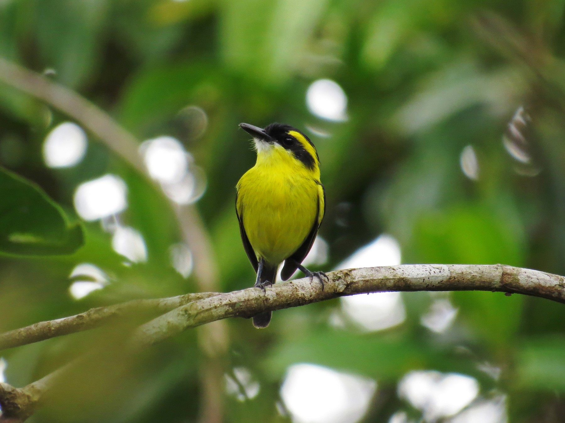 Yellow-browed Tody-Flycatcher - Tomaz Melo